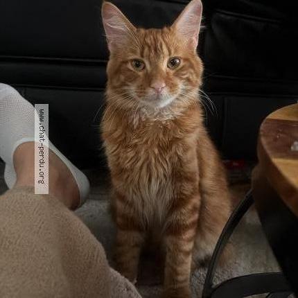 Photo 2/2 Chat trouvé Trouvé à Merignac