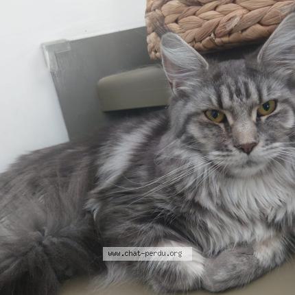 Photo 1/1 Vesta Chat perdu à Bandol