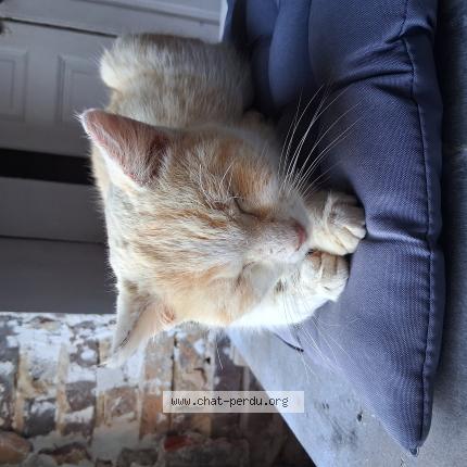 Photo 1/1 Chat trouvé Trouvé à Chevillon