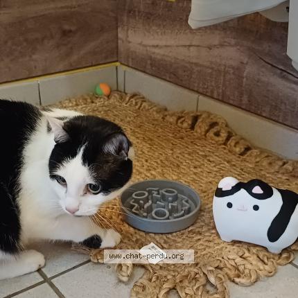 Photo 1/1 Coco Chat perdu à Helmsange