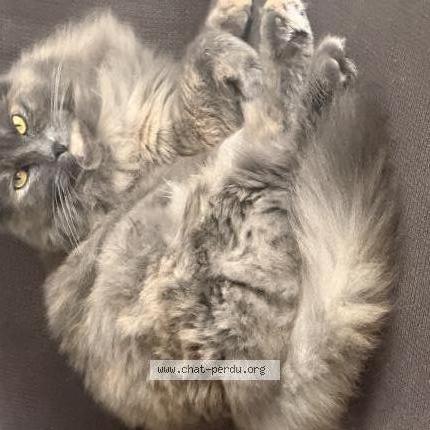Photo 1/1 Luna Chat perdu à Payerne