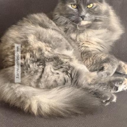 Photo 1/1 Luna Chat perdu à Payerne