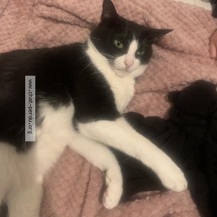 Photo 2/5 Domino Chat perdu à Gennevilliers