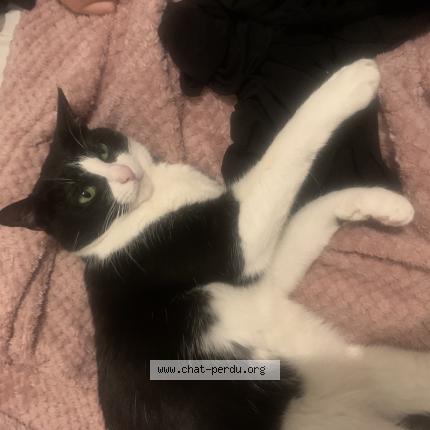 Photo 3/5 Domino Chat perdu à Gennevilliers