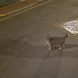 Photo de chat trouvé à Honfleur