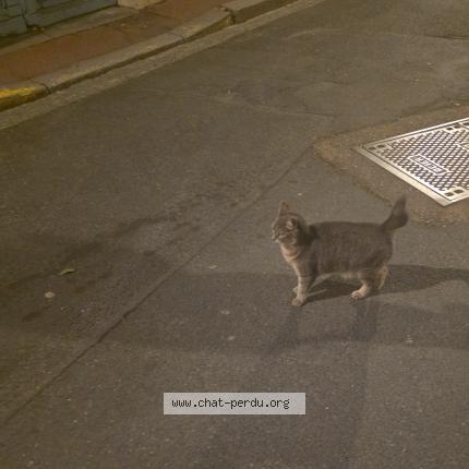 Photo 1/1 Chat trouvé Trouvé à Honfleur