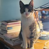 Photo de chat perdu à Bruges