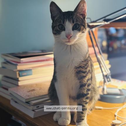 Photo 1/1 Bravo Chat perdu à Bruges