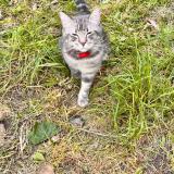 Photo de chat perdu à Ramatuelle