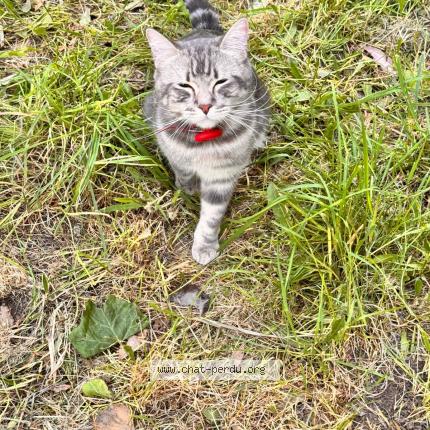 Photo 1/1 Fluffy Chat perdu à Ramatuelle