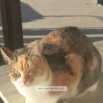 Photo 1/1 Naya Chat perdu à Flavin