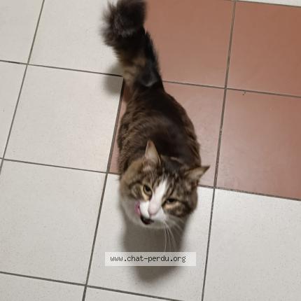 Photo 1/1 Chat trouvé Trouvé à Istres