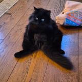 Photo de chat perdu à Gournay Sur Marne 93460