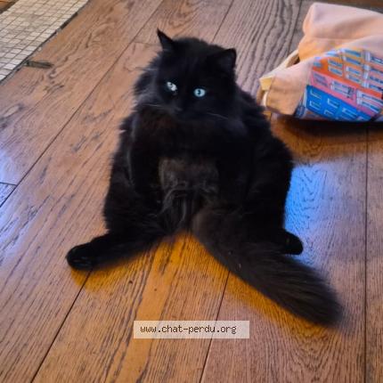 Photo 1/1 Chat retrouvé Perdu à Gournay Sur Marne 93460