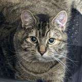 Photo de chat perdu à Sassenay