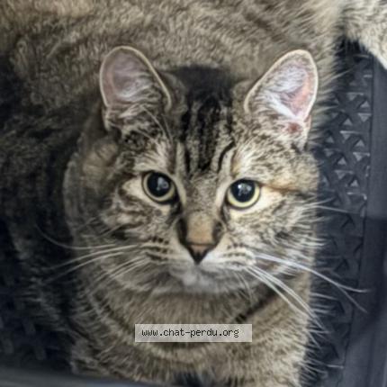 Photo 1/1 Mia Chat perdu à Sassenay