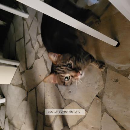 Photo 1/1 Chat trouvé Trouvé à Pau