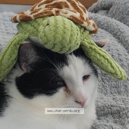 Photo 1/1 waykey Chat perdu à Villeneuve saint germain