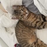 Photo de chat perdu à Grenoble