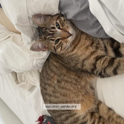 Photo 1/1 Capi Chat perdu à Grenoble