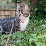 Photo de chat perdu à Troyes