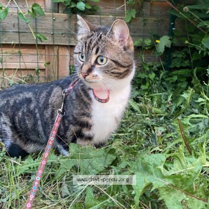 Photo 1/1 Mila Chat perdu à Troyes