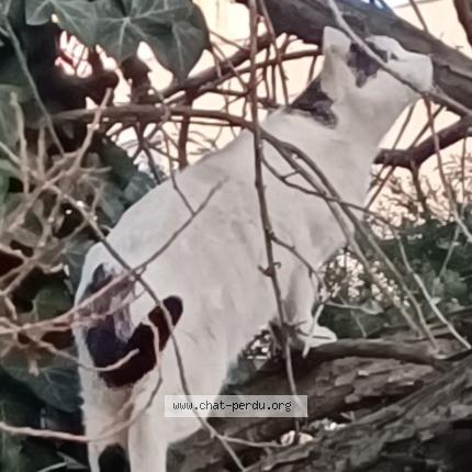 Photo 1/1 Chat trouvé Trouvé à Saint etienne