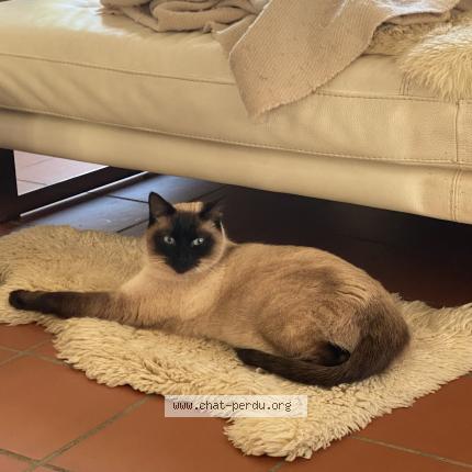 Photo 1/1 Amandine SAINT HILLIER Chat perdu à Nimes