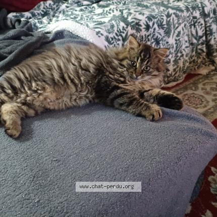 Photo 1/3 Tickle Chat perdu à Montgivray