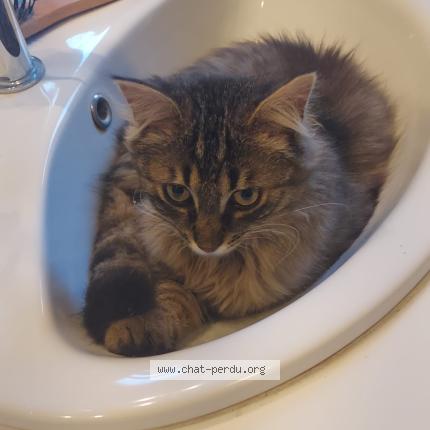 Photo 2/3 Tickle Chat perdu à Montgivray