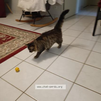 Photo 3/3 Tickle Chat perdu à Montgivray