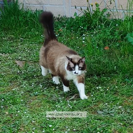 Photo 1/1 Loulou Chat perdu à Firmi