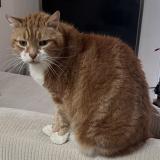 Photo de chat perdu à Rontalon