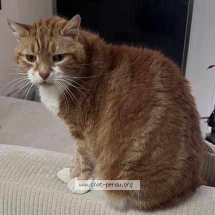 Photo 1/1 Rodédé Chat perdu à Rontalon