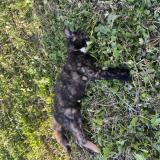 Photo de chat trouvé à Seysses