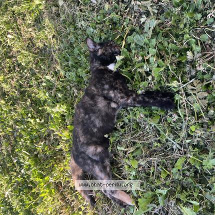 Photo 1/1 Chat trouvé Trouvé à Seysses