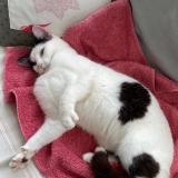 Photo de chat perdu à Mayenne