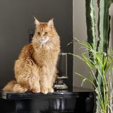 Photo de chat perdu à Genas