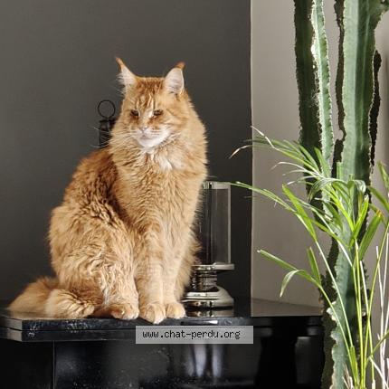 Photo 1/1 Thorion Chat perdu à Genas