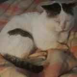 Photo de chat perdu à La Possonniere