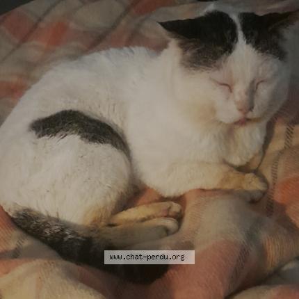 Photo 1/1 Velcro Chat perdu à La possonniere