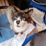 Photo de chat trouvé à Maromme