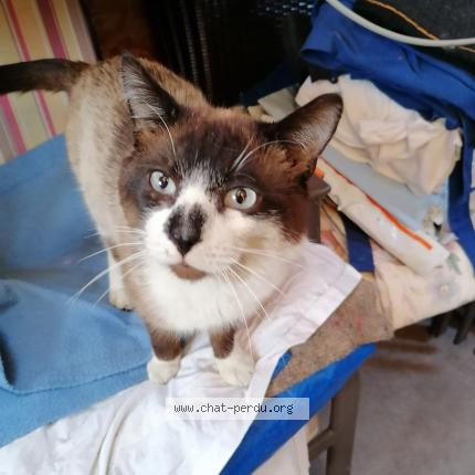 Photo 1/1 Chat trouvé Trouvé à Maromme