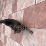 Photo de chat perdu à Caluire Et Cuire