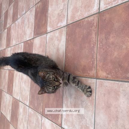 Photo 1/1 Neko Chat perdu à Caluire et cuire