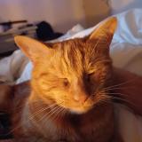 Photo de chat perdu à Pierreville