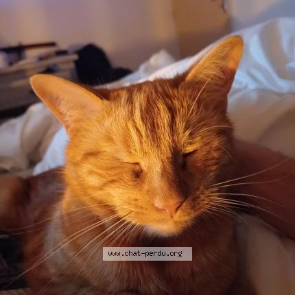 Photo 1/1 Tiki Chat perdu à Pierreville