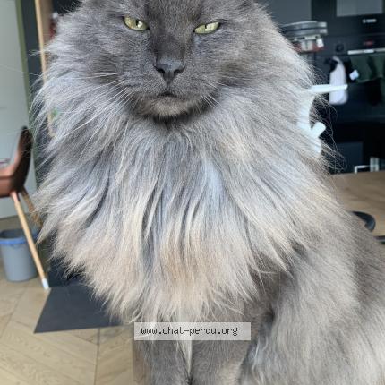Photo 1/1 Joy Chat perdu à Dommartin