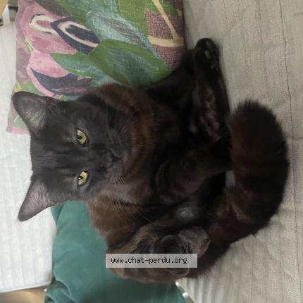 Photo 1/1 Louna Chat perdu à Mont de marsan