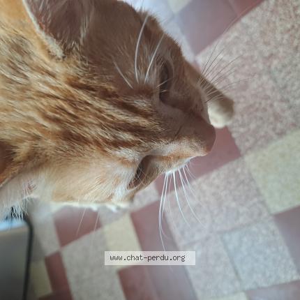 Photo 1/1 Chat trouvé Trouvé à Vernoil le fourrier